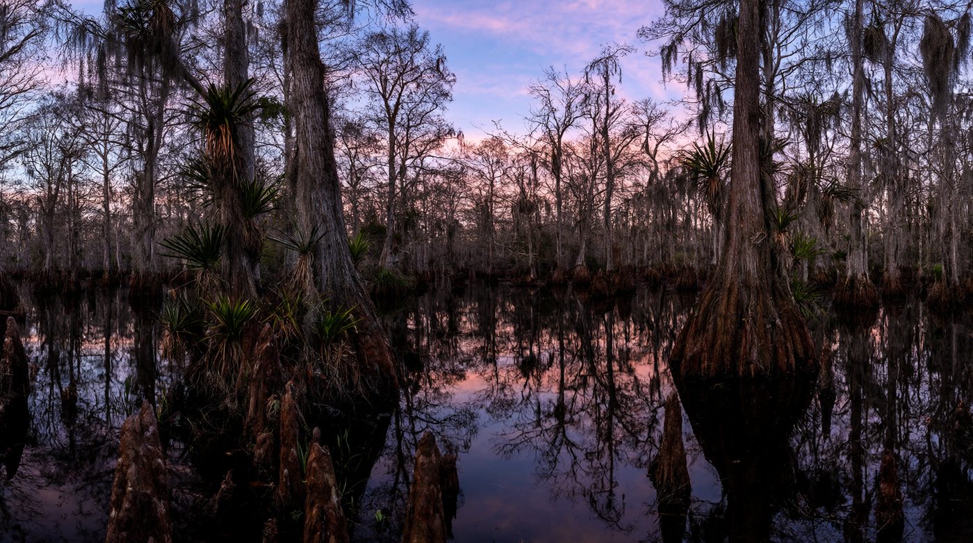 A cypress dome reflected in still black water at blue hour.