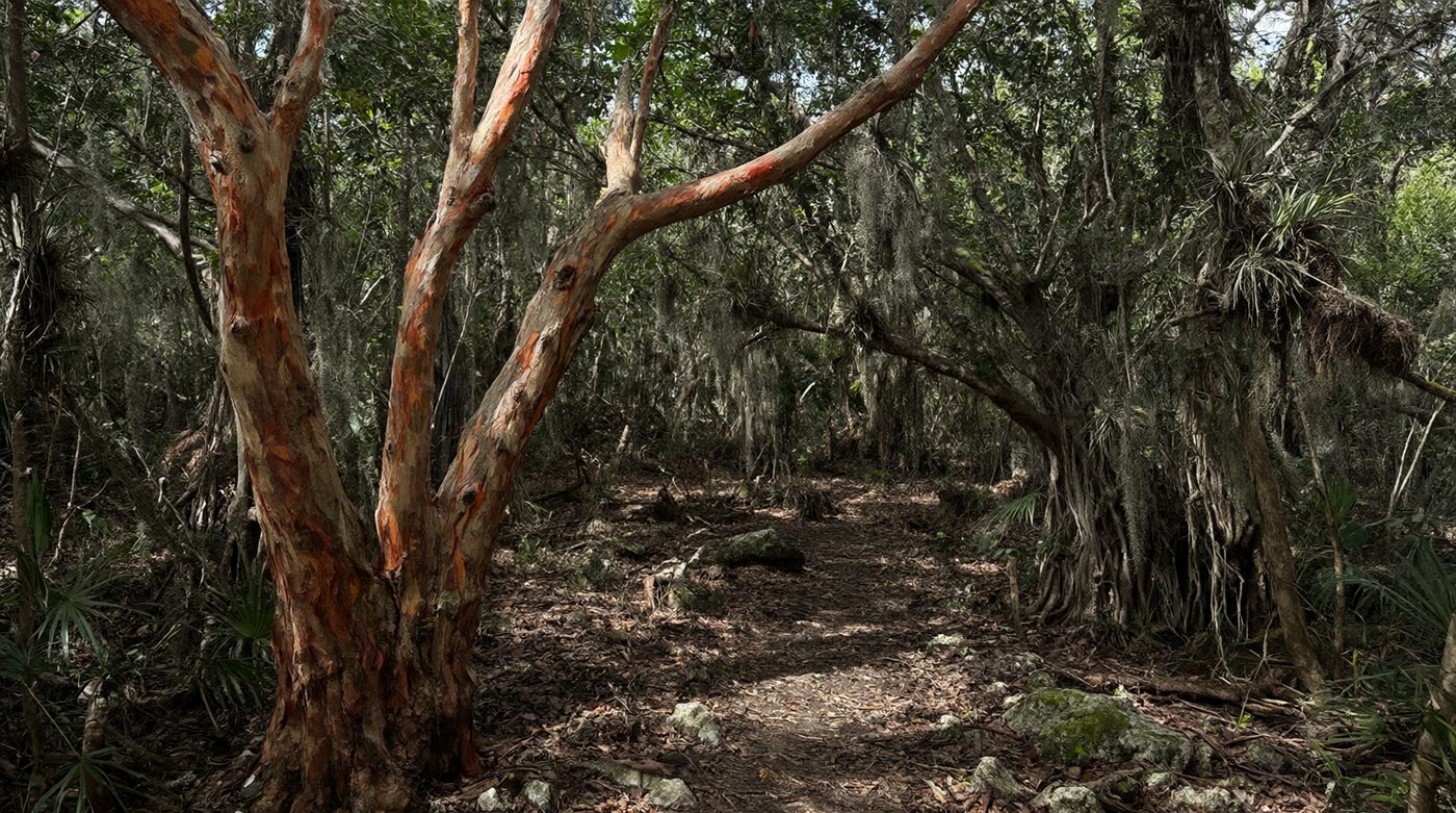 Inside a hardwood hammock with gumbo-limbo trees.