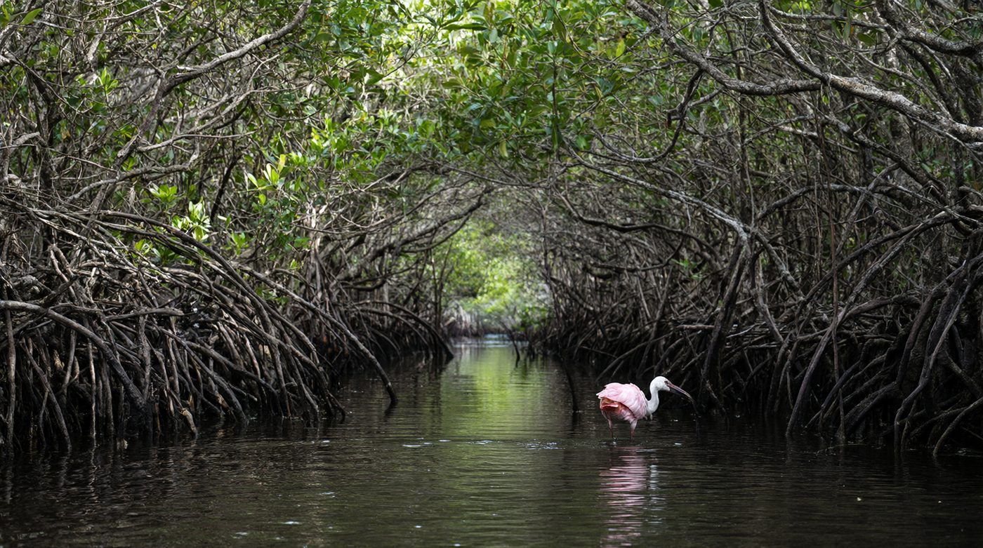 Red mangrove prop roots over dark water, a roseate spoonbill feeding.