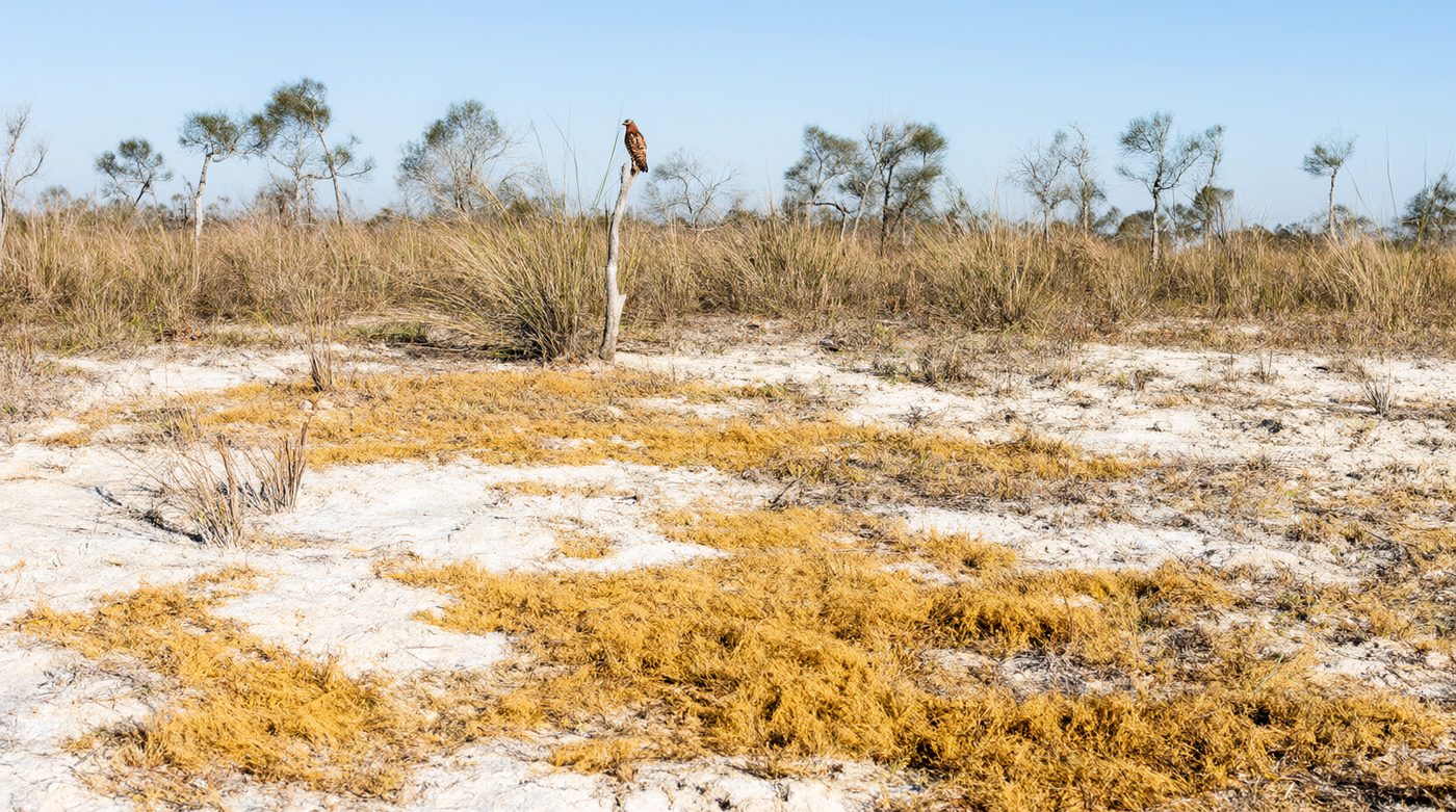 Dry-season marl prairie with dwarf cypress.