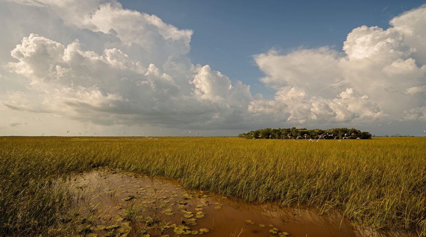 Sawgrass prairie and a tannin channel under summer clouds.