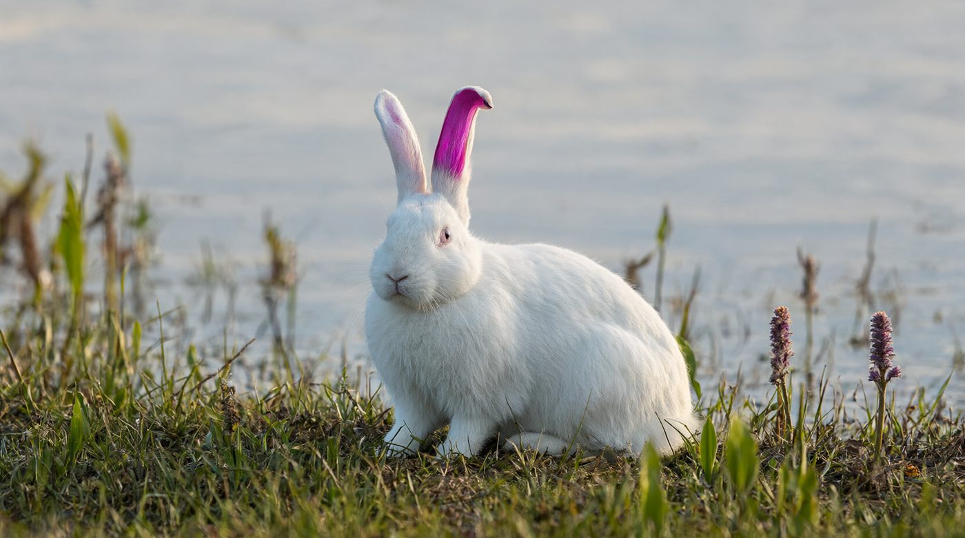 An all-white rabbit on a pond rim, left ear tip folded to show magenta.