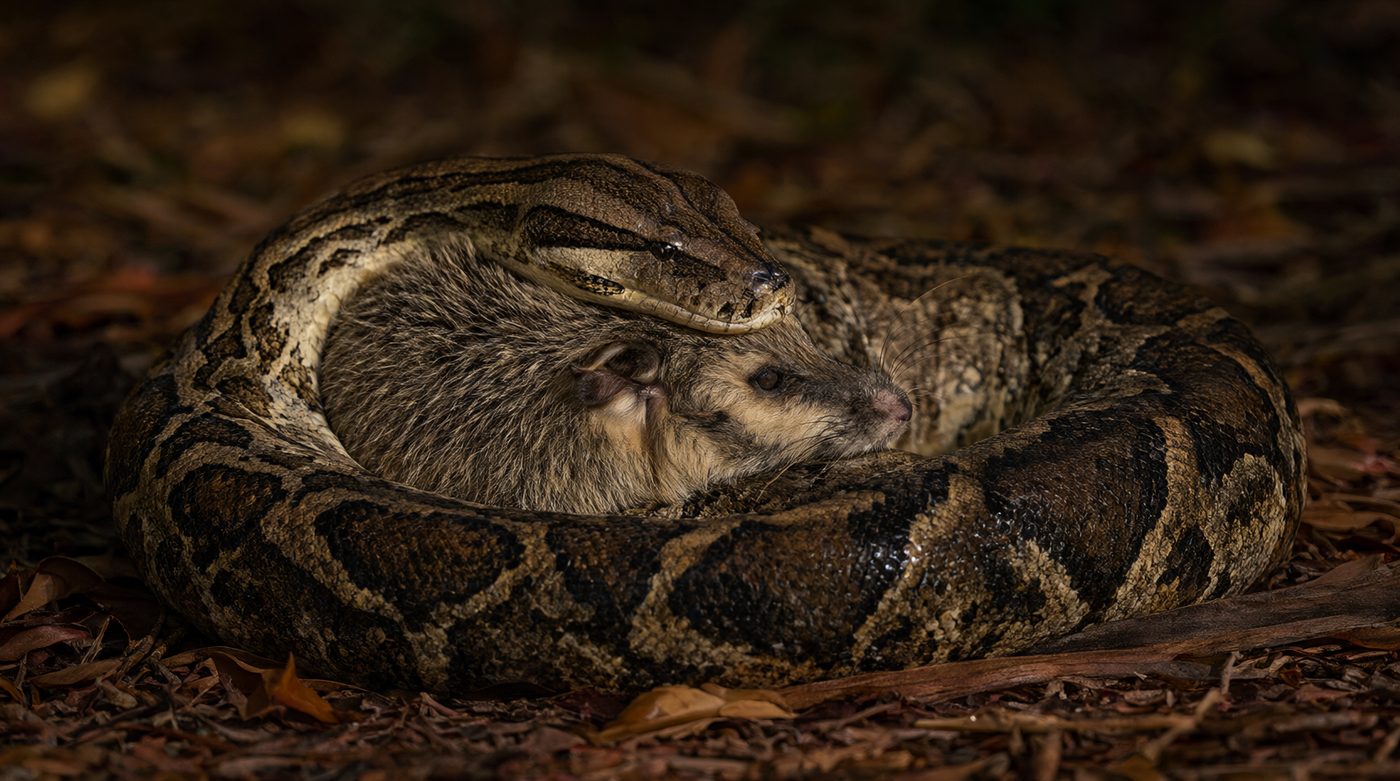 A python coiled tightly around an opossum on leaf litter at dusk.