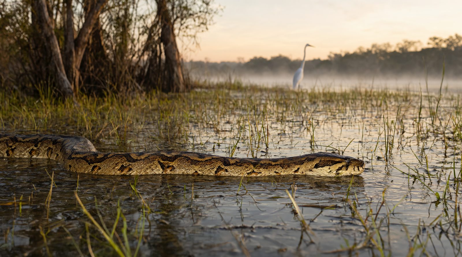 A Burmese python glides through the Everglades shallows at dawn while an egret stands in the mist