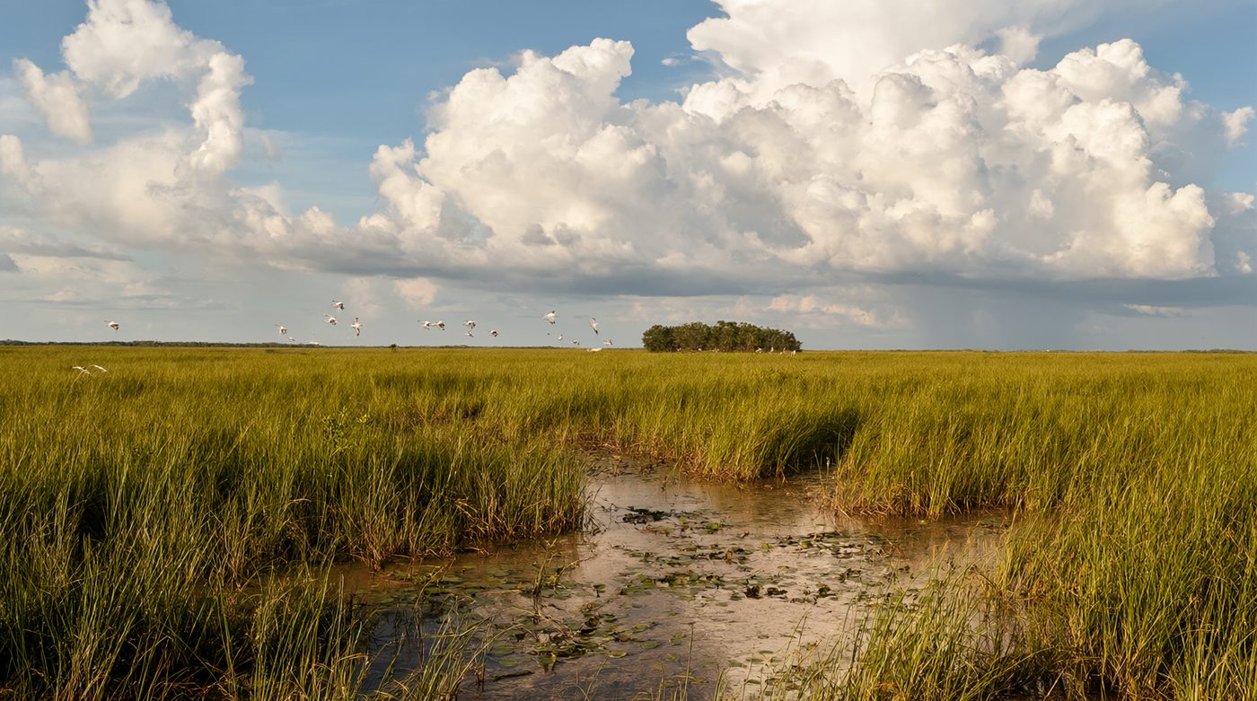 Sawgrass prairie under towering summer clouds, ibis in flight, a tree island on the horizon.