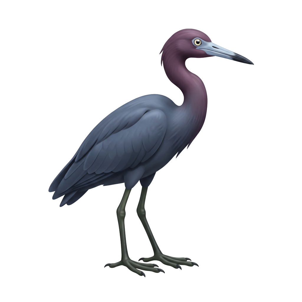 Little Blue Heron